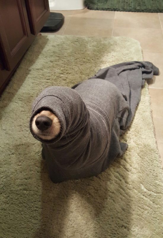 Un cane si trasforma in una foca nel bagno di casa!