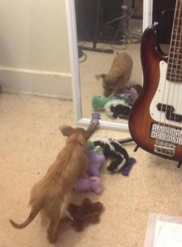 Kijk dan, er zit een hond bij de spiegel, ik wil met hem spelen!