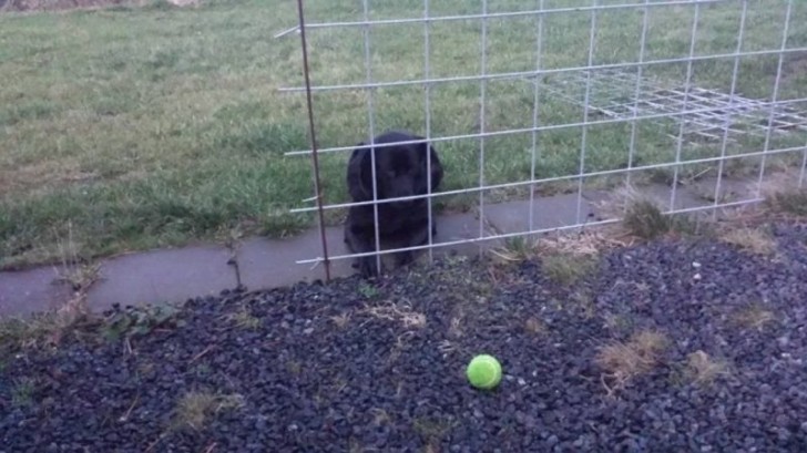 Ele acha que não pode pegar a bola por causa da cerca...