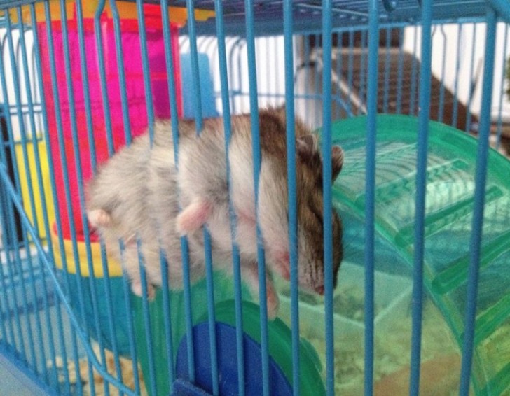 Min hamster sover även om det inte ser så ut!