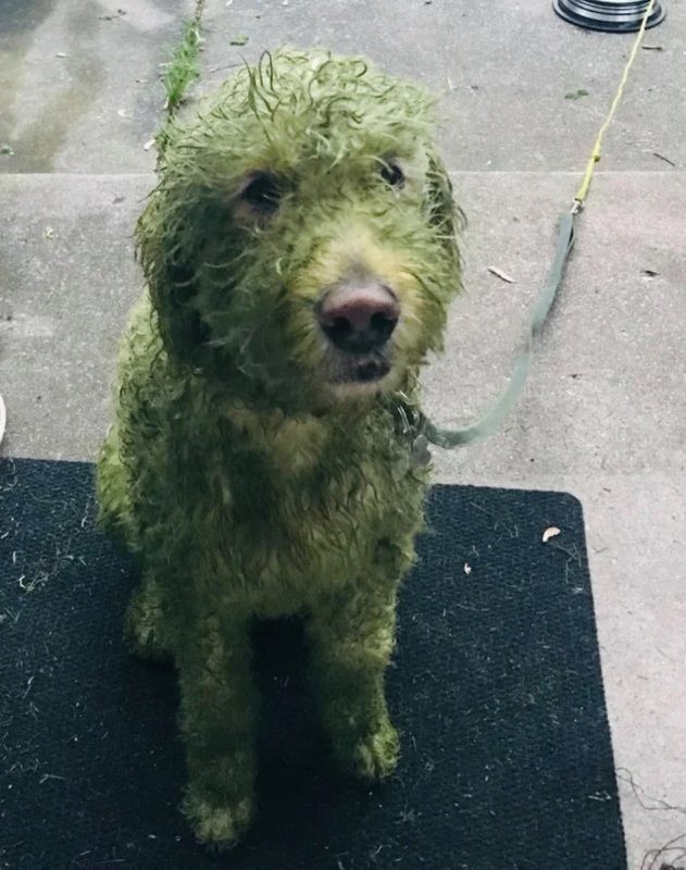 Det här är vad som händer om du lämnar din vita hund ute i trädgården medan du klipper gräset!