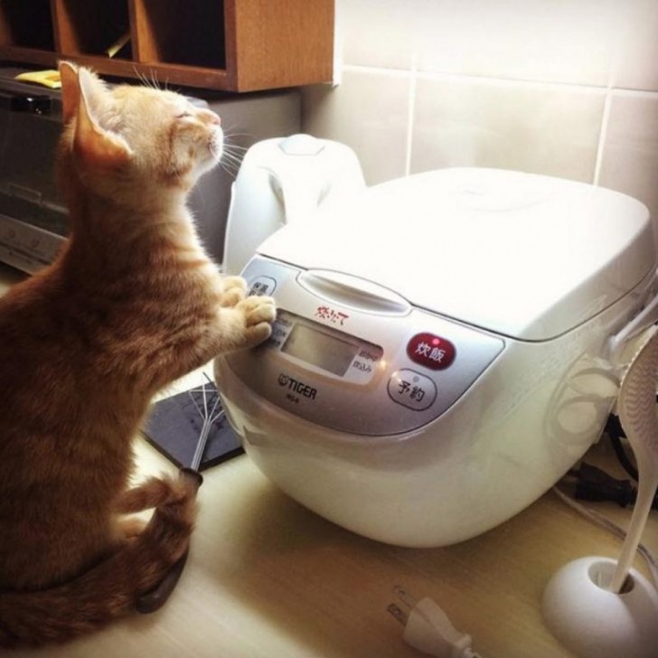 Deze kat vindt de geur van net gekookte rijst heerlijk...