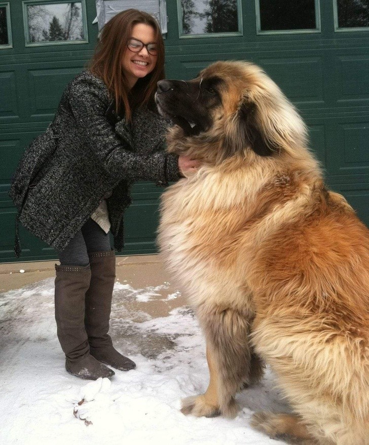"C'est qui le plus grand chien du monde, c'est qui ?"