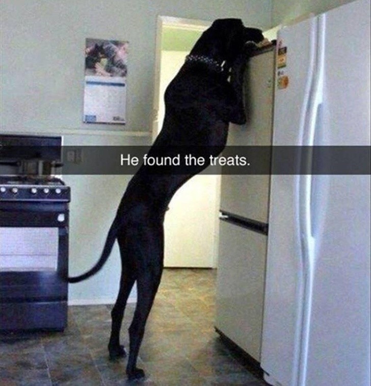 Alla fine, ha trovato i biscotti nascosti in alto, sopra il frigorifero....