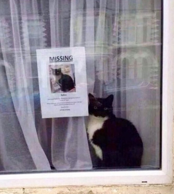 Cercasi gatto scomparso...o forse no?