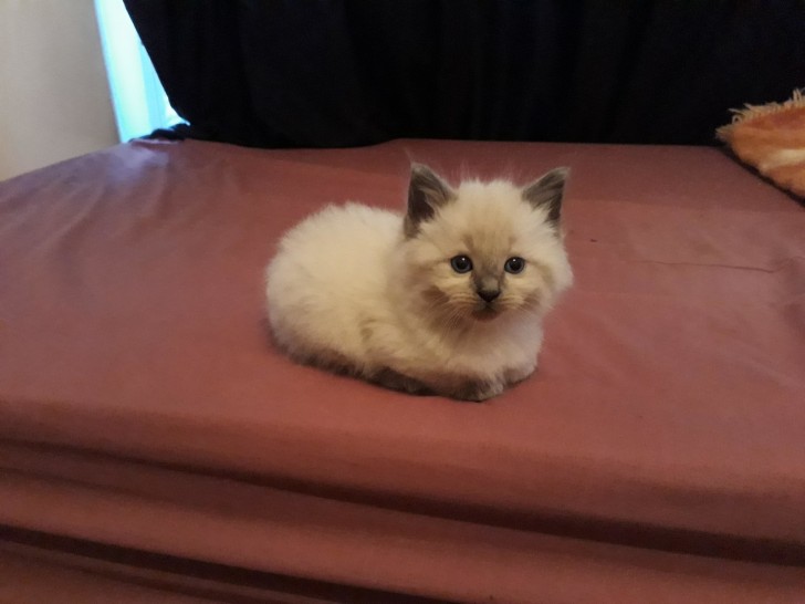 OMG! How lovely this little kitten is!