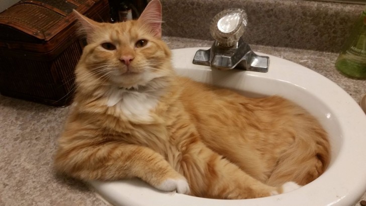 No one knows why but they love every type of sink!