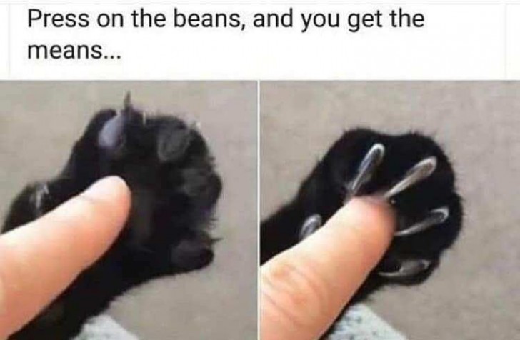 Press their paw pads and their claws will pop out!