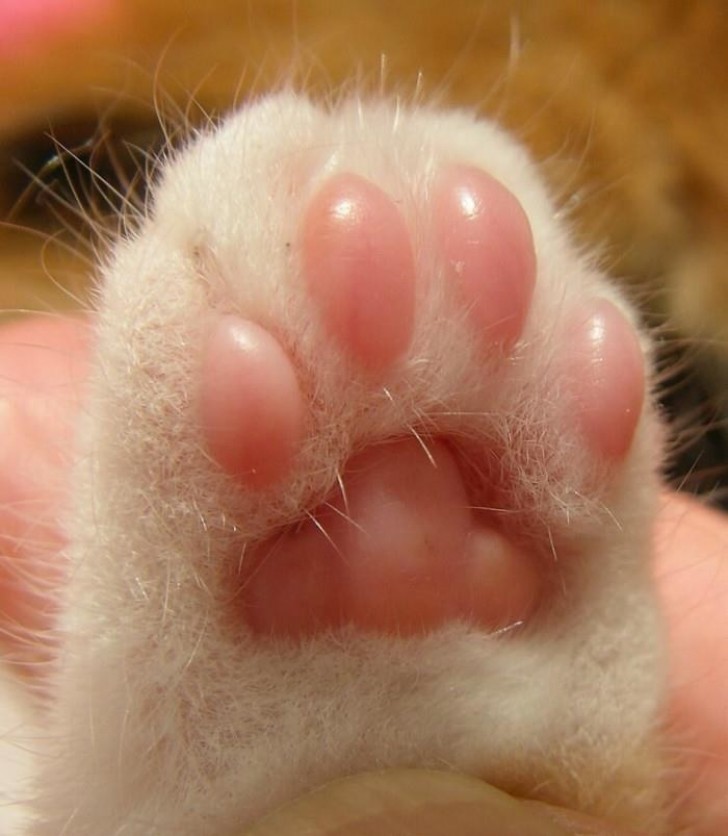 And they also have larger soft paw pads on their hind leg paws!