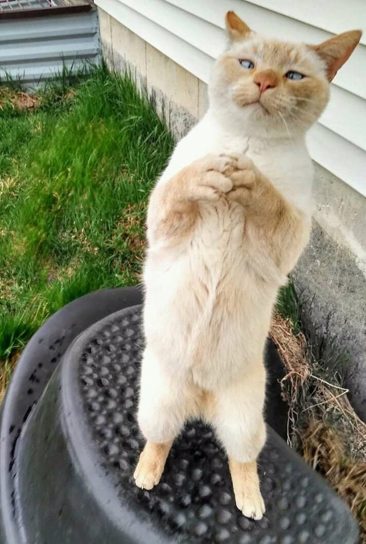 Un día, este gato ¡conquistará el mundo!