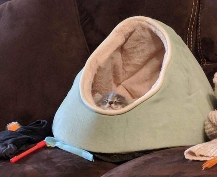 A wonderful, warm, and comfy cat bed