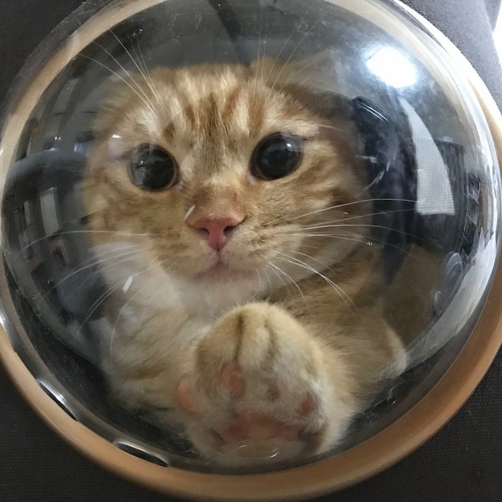 "I saw a cat in the porthole!"