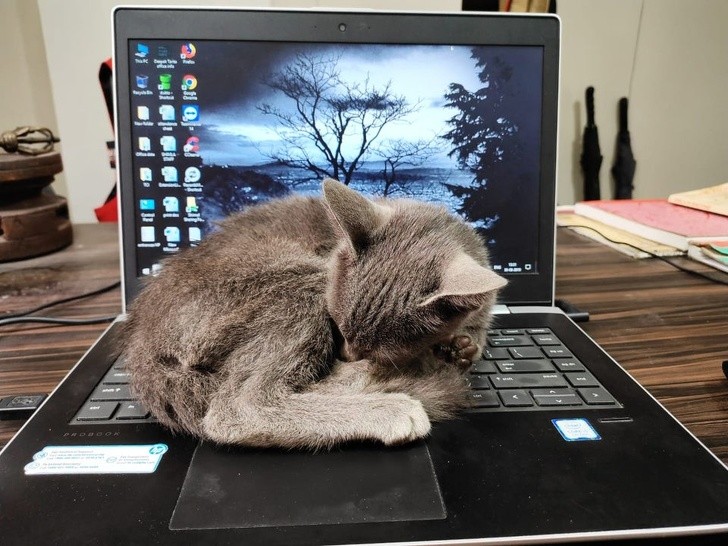 "Human, you won't being using this laptop until - after my nap!"