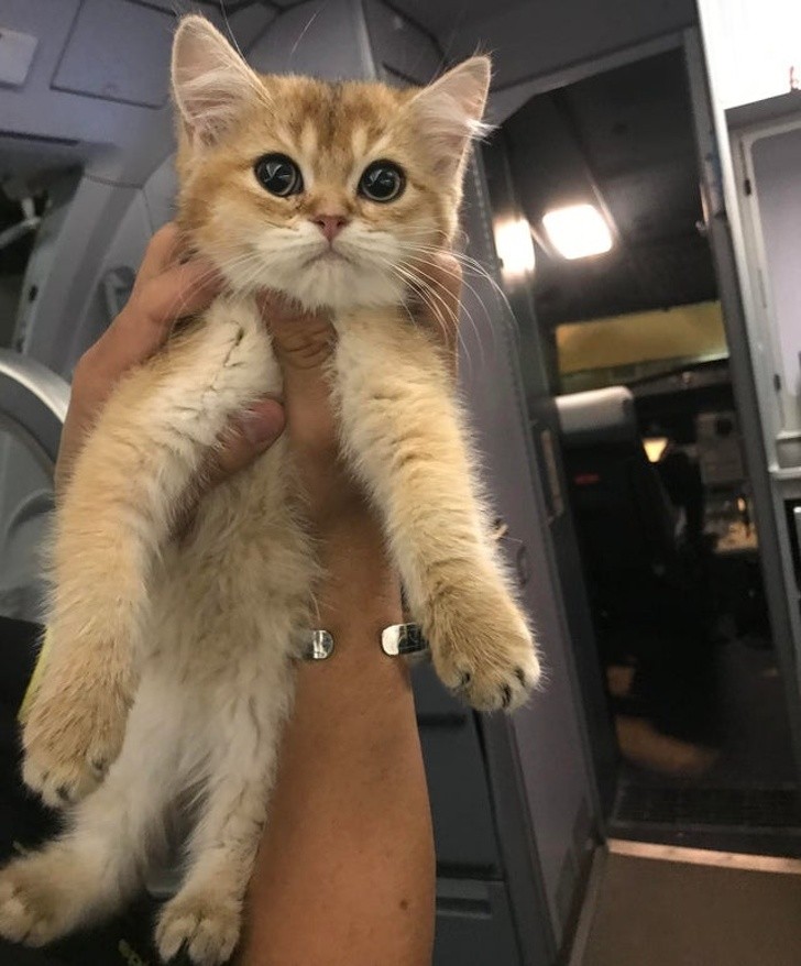 Il nuovo protagonista de Il Re Leone!