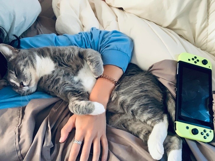 After a long day at work, our cat is the best friend that we can count on ...