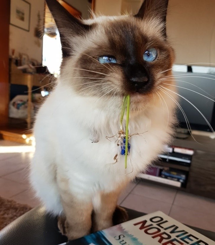 This sweet kitten has brought his owner a gift ...