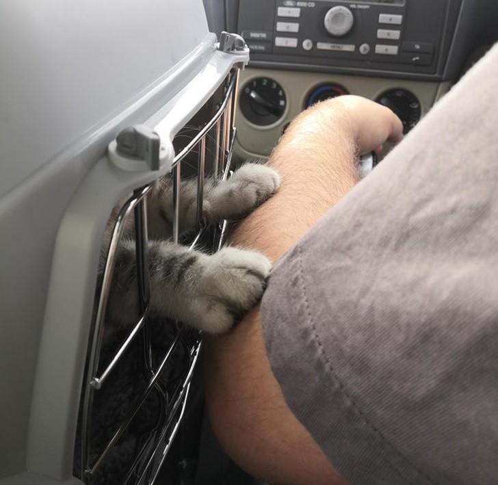 Making sure the owner is safe and sound even from inside the portable cat cage.