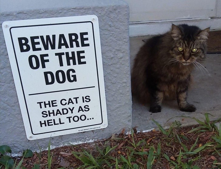 Attention au chien ! Mais même le chat ne plaisante pas...
