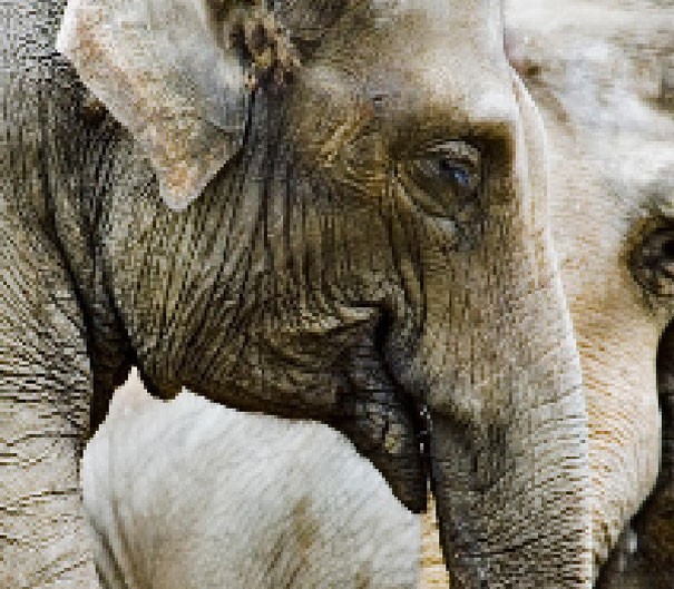 Elefante asiatico: tra i 40.000 e i 50.000 esemplari