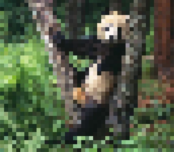 Panda géant : environ 1 800 individus