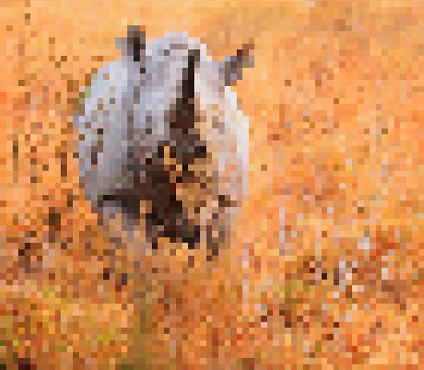 Rinoceronte nero: 5.000 esemplari