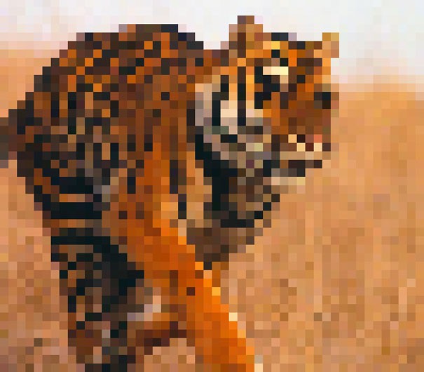 Tigre du Bengale : environ 2 500 individus