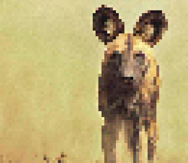 Cane selvatico africano (licaone): tra i 3.000 e i 5.500 esemplari