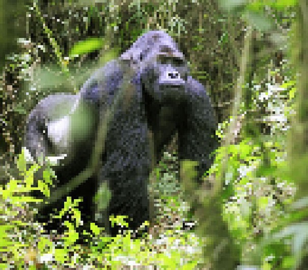 Gorille des plaines orientales : 17 000 individus