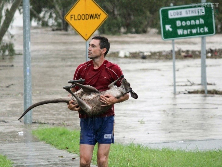 18. Een Australische man redt een kangoeroe van een overstroming.