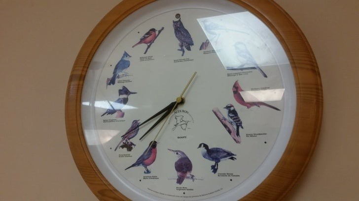 Anstelle der Stunden markiert diese Uhr den Durchgang der Zeiger mit Darstellungen einiger kanadischer Vögel.