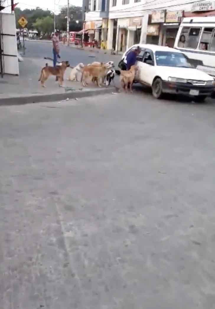 A taxi driver accepts 8 stray dogs as passengers together with an elderly woman - 1