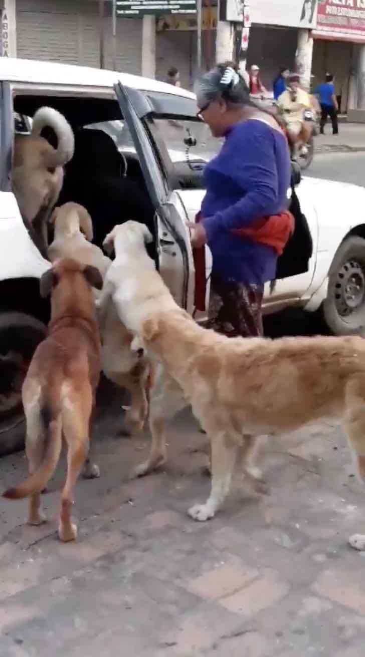 Un tassista fa salire sulla sua macchina 8 cani randagi che un'anziana signora ha deciso di portare a casa - 2