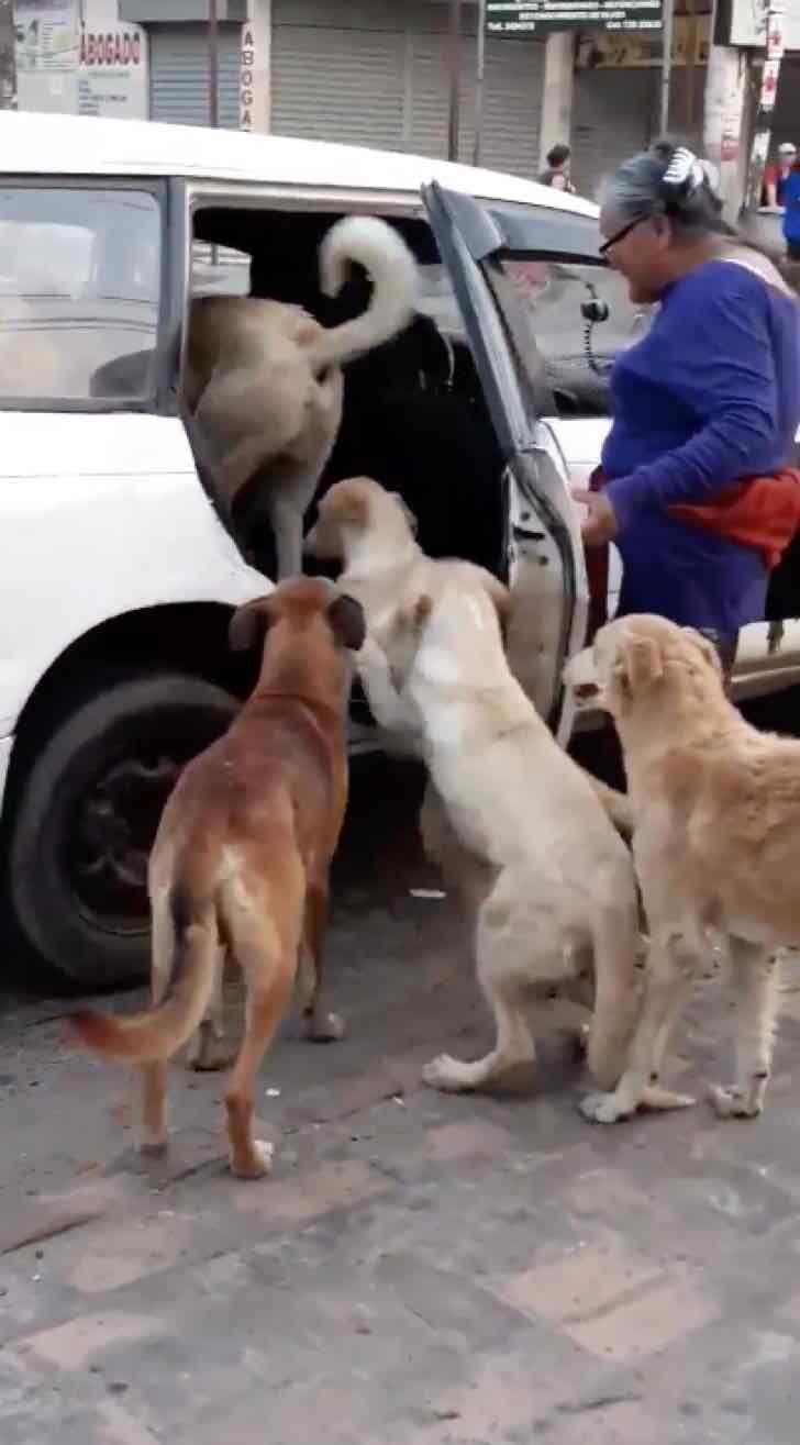 Un tassista fa salire sulla sua macchina 8 cani randagi che un'anziana signora ha deciso di portare a casa - 3