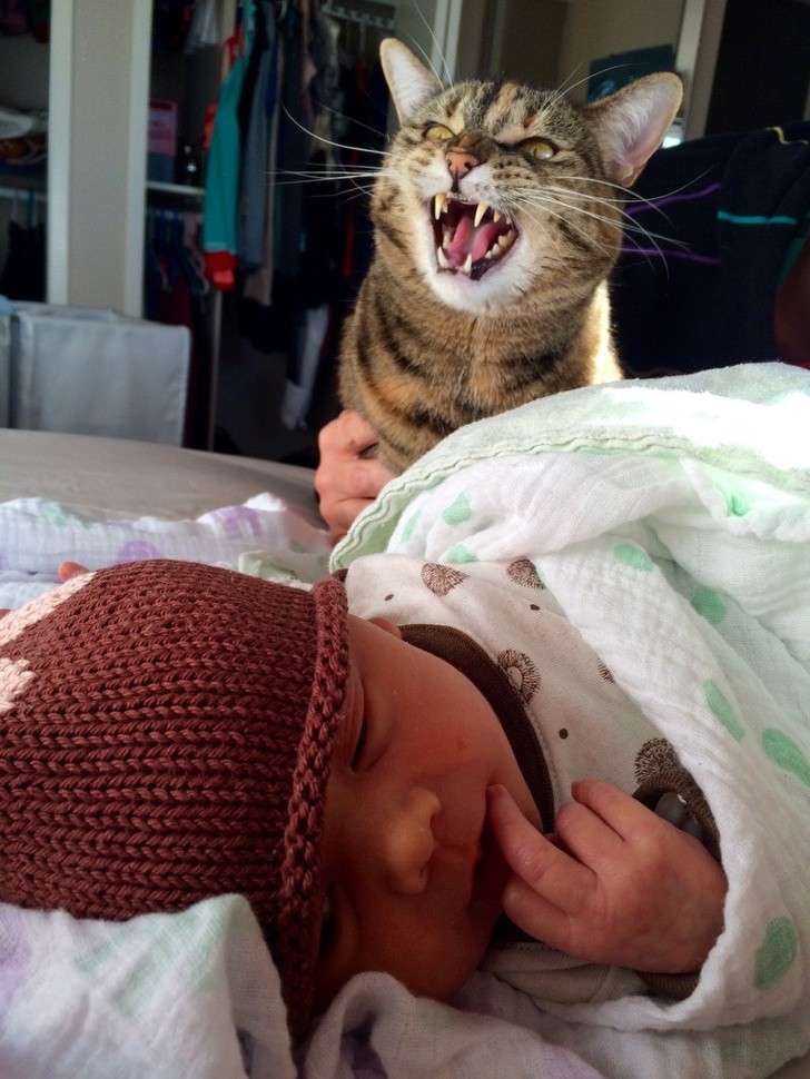 17. "Ich habe meiner Katze meine neugeborene Tochter vorgestellt...."