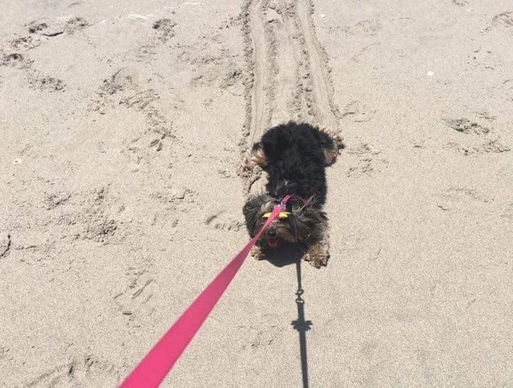 24. "Wir sind nach Florida gezogen. Dies ist das erste Mal, dass ich meinen Hund mit an den Strand nehme. Beachten Sie die Spuren auf dem Sand...."