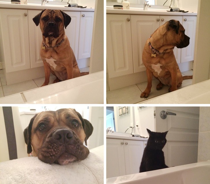 6. "Als mein Hund mich das erste Mal in der Badewanne sah, war er so besorgt, dass er nach Verstärkung rufen musste."