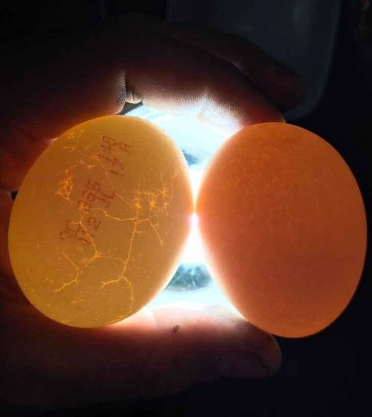 16. "Ein Ei, das im Supermarkt gekauft wurde vs. ein frisches Hühnerei