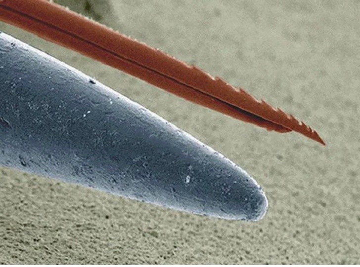 5. Mikroskopische Ansicht eines Bienenstichs VS. die Spitze einer Nadel