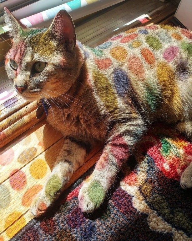 No, non è un gatto multicolore, ma è solo l'effetto riflettente della luce sul micetto