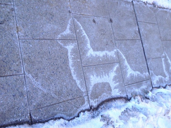 La glace semble avoir formé la silhouette d'un chien-loup.
