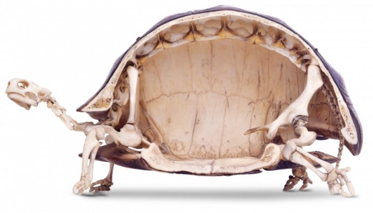15. Het skelet van een schildpad