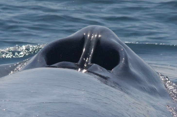 9. Das Atemloch eines Blauwals, aus der Nähe betrachtet