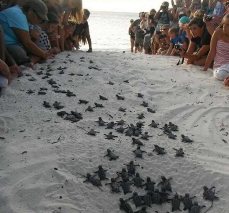 9. A group of attentive tourists, show these baby turtles the way to the sea while at the same time protecting them from predators.