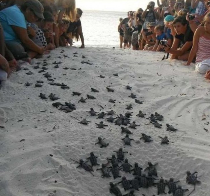 9. Een groep attente toeristen wijzen deze kleine schildpadden de weg naar de zee en beschermen ze tegelijkertijd tegen roofdieren.