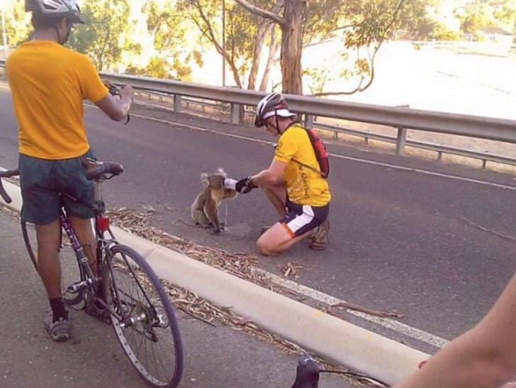 5. During a bike tour through Australia, this cyclist stopped to give some water to a thirsty koala bear.