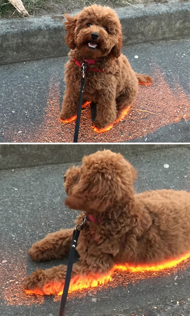 Quand votre chien se positionne littéralement sous un rayon de soleil !