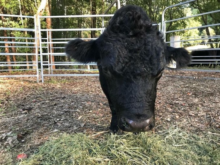 Heeft deze gras etende koe alleen een kop, of heb ik het mis?