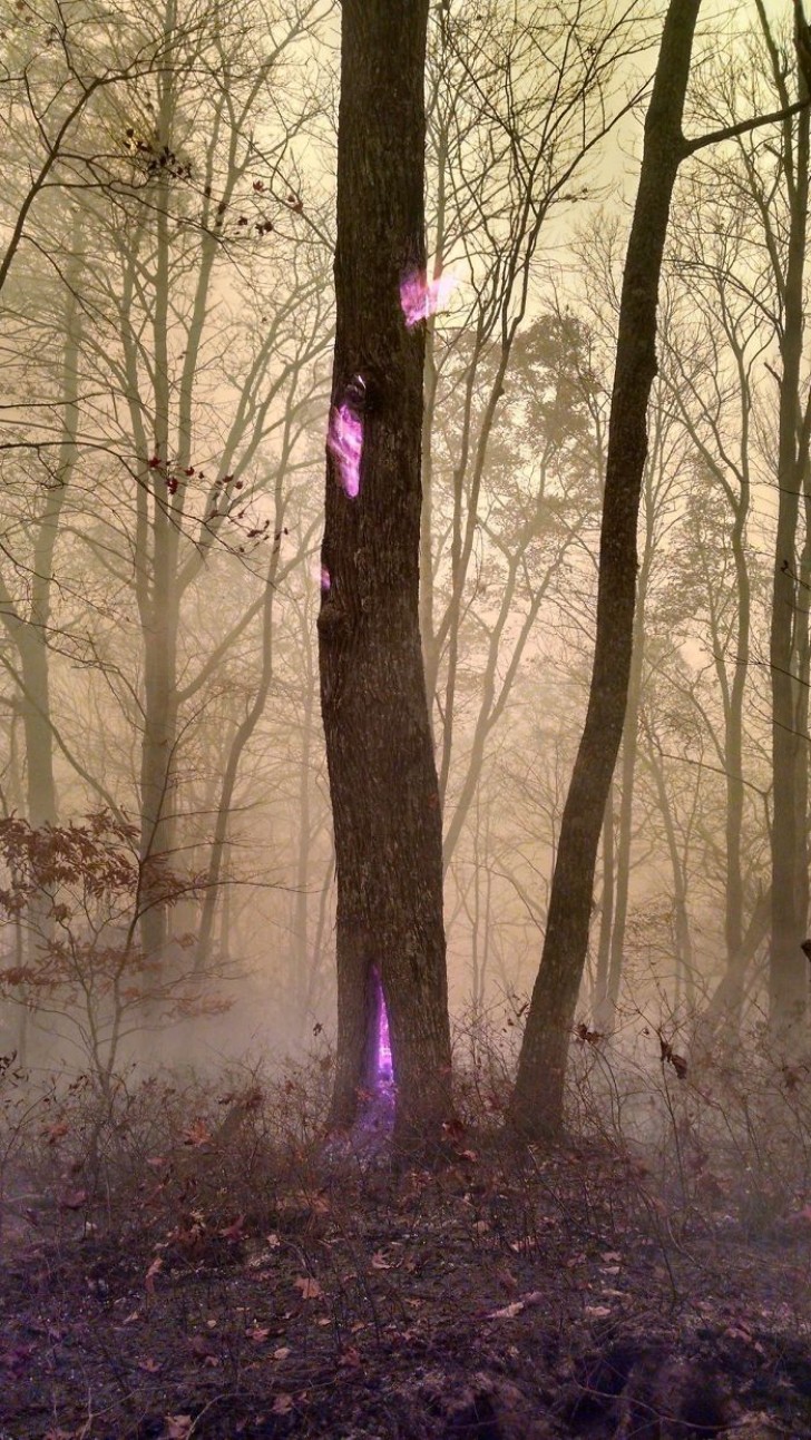Il colore violaceo di un piccolo incendio che sta divampando all'interno di questo albero sembra magia pura