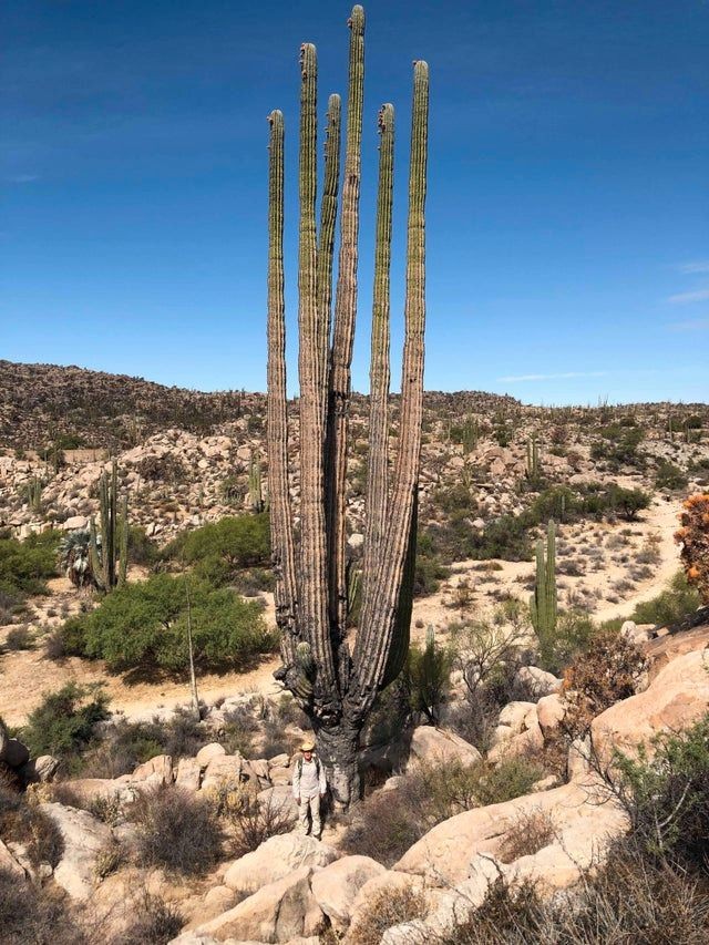 10. Un cactus géant !