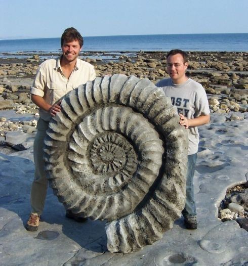 3. Dieses Fossil des Ammoniten ähnelt sicherlich nicht einer "normalen" Muschel...